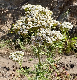 Schafgarbe Achillea millefolium